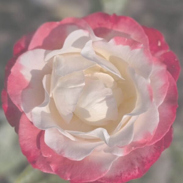 tuin Oase41