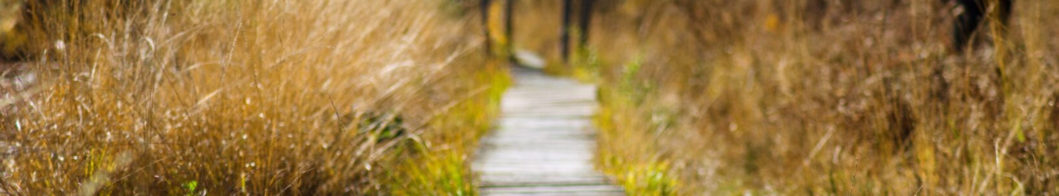 Flowspire - pexels-achim-bongard-289327